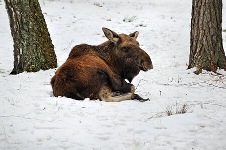 big moose laying in the snowの写真素材