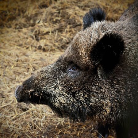 head of Wild boarの写真素材