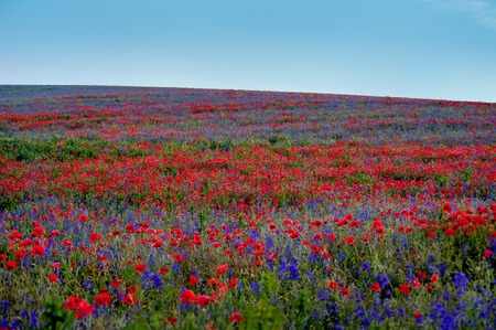 big colorful field poppies and bells flowersの写真素材