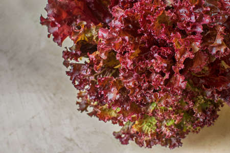 Fresh red lettuce on light backgroundの写真素材