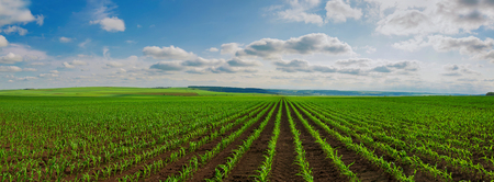lines of young corn shoots on big fieldの写真素材