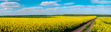 Dirt Road through Fields of Oilseed Rape in Bloom, Spring Landscape under Blue Sky