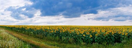 Summer landscape with a field of sunflowers with dirt road