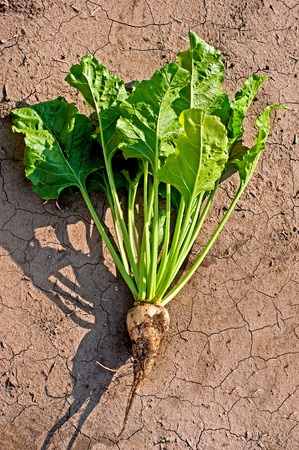 sugar beet on soil backgroundの写真素材