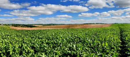 Sugar beet field panoramic viewの写真素材