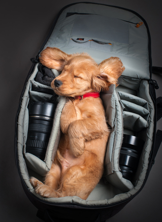 English cocker spaniel dog in photobackpackの写真素材
