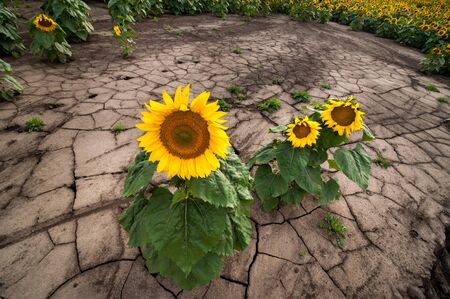 erosion of the soil of the sunflower field, separate flowers of droughtの写真素材