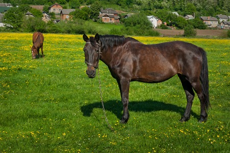 Horse on a spring yellow flowers fieldの写真素材