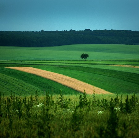 aerial view of green fieldsの写真素材