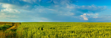 Field with ripe ears of wheat and blue cloudy sky. Agricultural landscape.