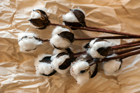 top view of natural Cotton on paper Backgroundの写真素材
