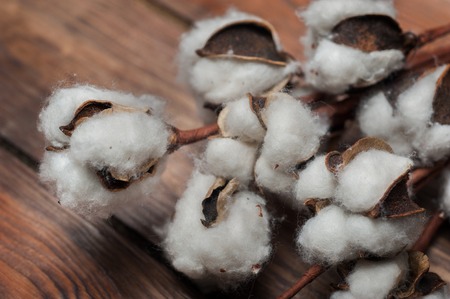 macro close up ofCotton Flower on Wooden backgroundの写真素材