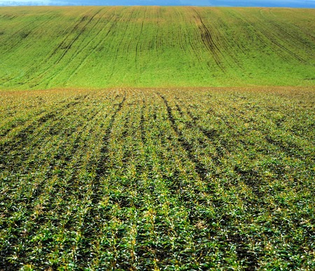 green lines of young winter wheat shoots on big field weaves