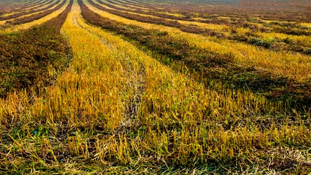 panoramic view of rows agriculture field, buckwheat slicedの写真素材