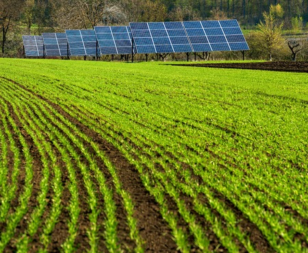 rows of green sprout on field with