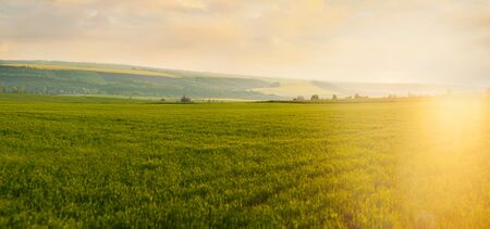Panoramic view of green grass field and evening sun riseの写真素材