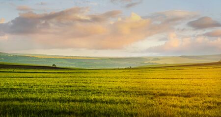 Panoramic view of green grass field and evening cloudy sky