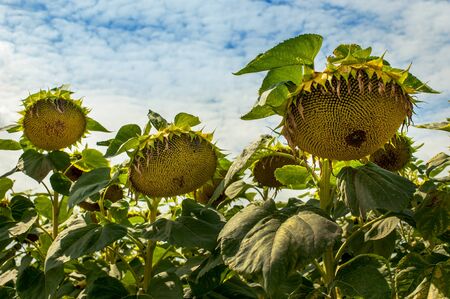 ripe sunflowers on the field, sky backgroundの写真素材