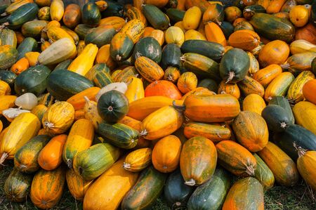 many pumpkins, autumn harvest, background, top view