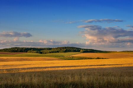beautiful landscape panoramic view of wheat field at eveningの写真素材