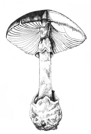 Fly agaric, non-edible poisonous forest mushrooms art sketch illustration isolated.の写真素材