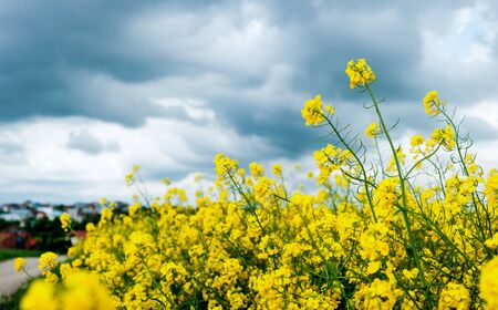 bloming rapeseedclose up at the thunderstorm skyの写真素材