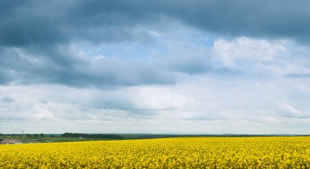 yellow blooming canola and grey storm clouds.thunderstorm is coming soon.の写真素材