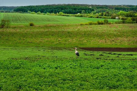 Young white stork feeding itself in a meadow in spring timeの写真素材
