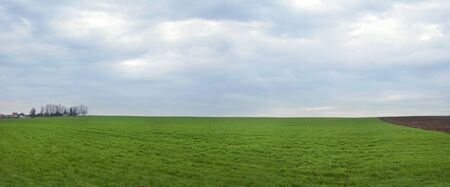 Ukrainian spring landscape with winter crops and skyの写真素材