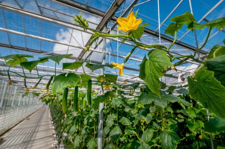 Young cucumber plant with leaves and little yellow flowers and buds are growing in greenhouse. Hothouse green vegetablesの写真素材