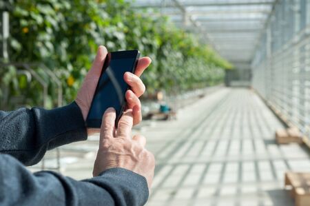 smartphone in man hands, new technologies. Growing vegetables in greenhouses, analysis of data on...