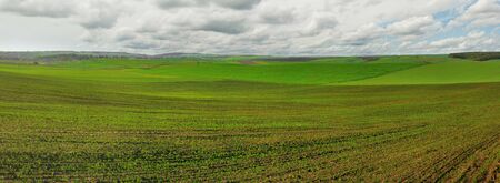 agrarian landscape of spring colorful hills of fields wheat