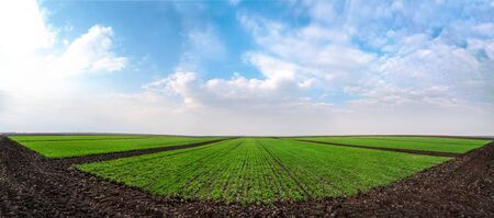 experimental areas, field divided into sectors by wheat varietiesの写真素材