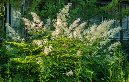 White Astilbe inflorescences in the garden at springtimeの写真素材