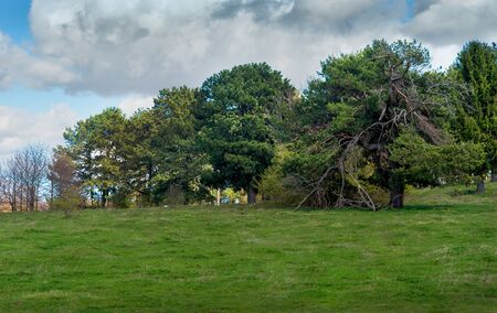 pine grove on a hill, twisted, broken old pineの写真素材