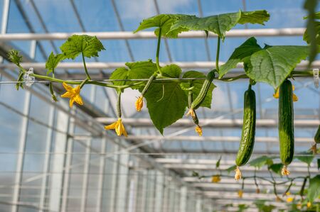 Young cucumber plant with leaves and flowers and buds are growing in greenhouse.の写真素材