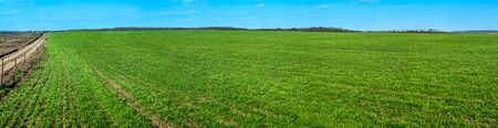 green winter wheat field, foreground, agrarian land, blurred background