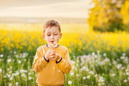 boy dressed yellow sweatshirt blowing on a dandelion on yellow rapeseed field background