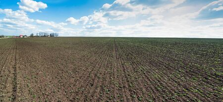 field of young sprouts of soybean, legumes at spring, month from the date of landing