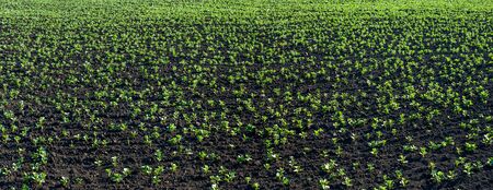 Fresh green soy plants on the field in spring, selective focus