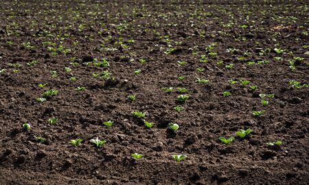 young sprouts of soybean, legumes at spring, month from the date of landing