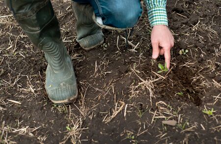 sugar beet sprout in human hand, agronomist checks the quality of seed germinationの写真素材