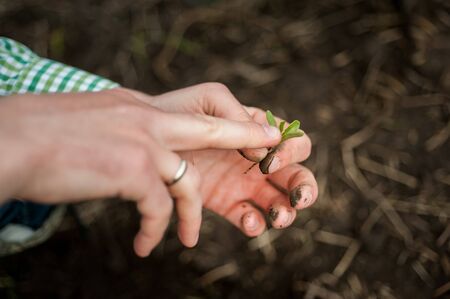 sugar beet sprout in agronomist hand, checks the quality of seed germinationの写真素材