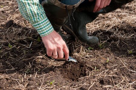 agronomist checks the quality of seed germination of surar beets