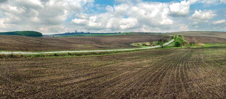 panoramic view of field with sugar beet in spring, young sprouts and skyの写真素材