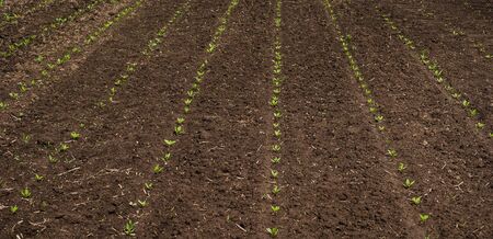field of sugar beet in spring, young sprouts and sky