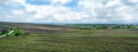big panorama of agricultural field with growing sugar beets. Beetroot sprouts