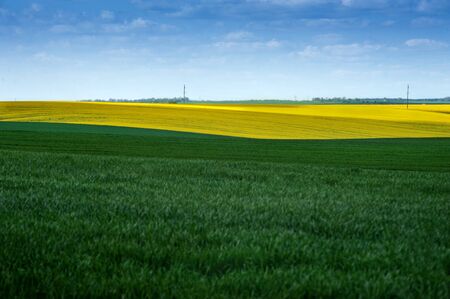 Yellow fields lines of oilseed rape and green meadows