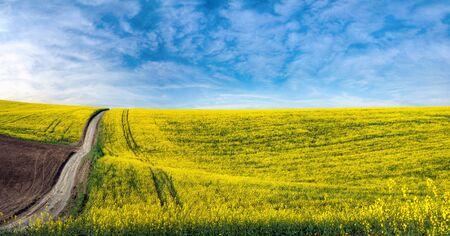 agriculture field lines of dirt road in arable land and rape flower field landscapeの写真素材