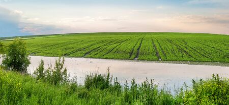 Problem of flooding of agricultural fields due to heavy rainsの写真素材